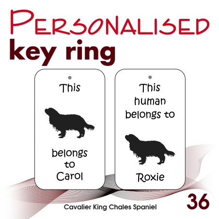 036 - Cavalier King Chales Spaniel