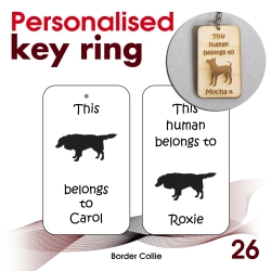 026 - Border Collie