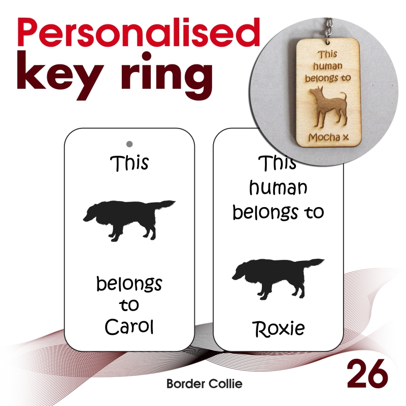 026 - Border Collie
