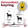 007 - American Hairless Terrier