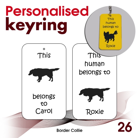 026 - Border Collie