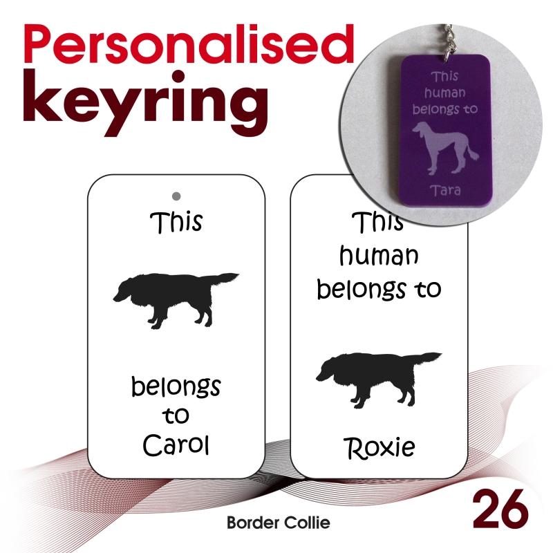 026 - Border Collie