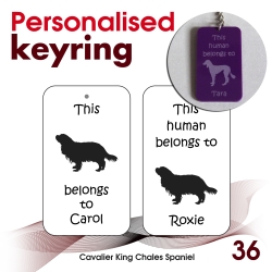 036 - Cavalier King Chales...