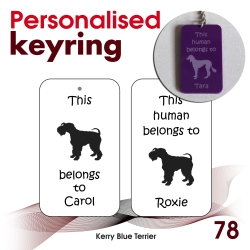078 - Kerry Blue Terrier